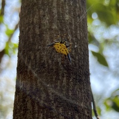 Macracantha hasselti