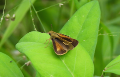 Parnara amalia