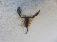 Euscorpius flavicaudis