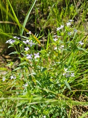 Conostomium natalense