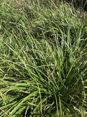 Carex zuluensis