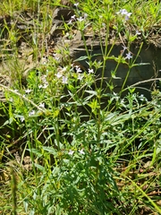 Conostomium natalense