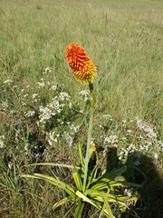 Asphodeloideae