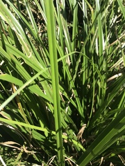 Carex zuluensis