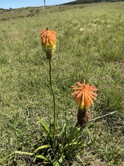 Kniphofia
