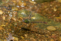 Erpetogomphus elaps