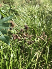 Carex zuluensis