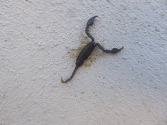 Euscorpius flavicaudis