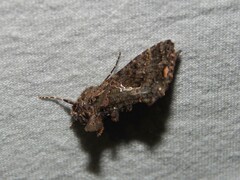 Ctenoplusia limbirena