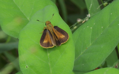 Parnara amalia