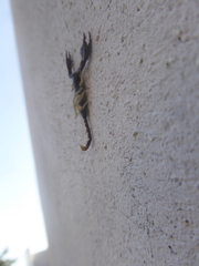 Euscorpius flavicaudis