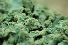 Punctelia subrudecta