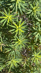 Euphorbia dendroides