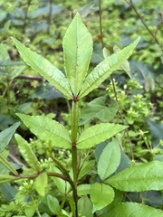 Zanthoxylum armatum
