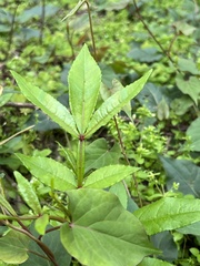Zanthoxylum armatum
