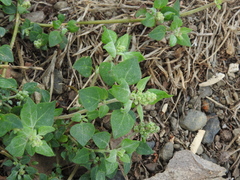 Chenopodium vulvaria