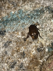 Scarabaeidae