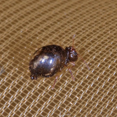 Allacma fusca