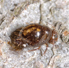 Allacma fusca