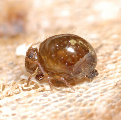 Allacma fusca