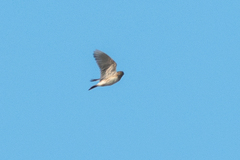 Alauda arvensis