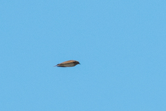 Alauda arvensis