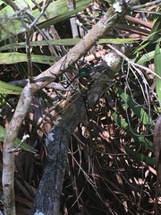 Macromia