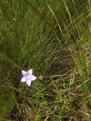 Wahlenbergia undulata