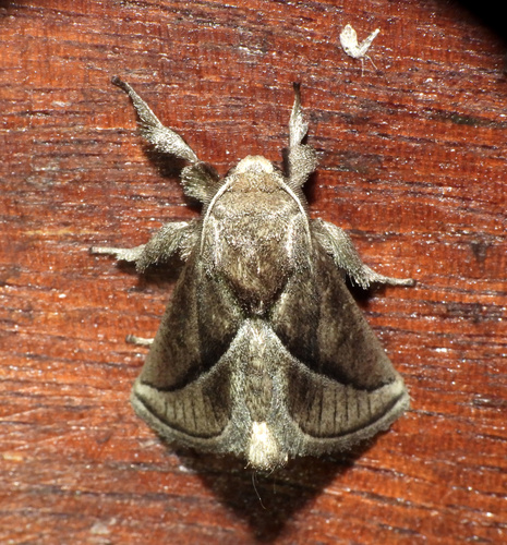 Perola umber
