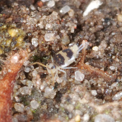 Deuterosminthurus bicinctus