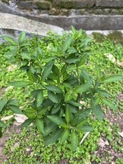 Solanum pseudocapsicum