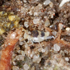 Deuterosminthurus bicinctus