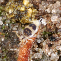 Deuterosminthurus bicinctus