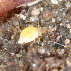 Deuterosminthurus bicinctus