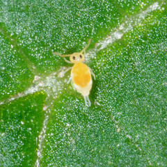 Deuterosminthurus bicinctus