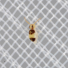 Deuterosminthurus bicinctus