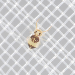 Deuterosminthurus bicinctus