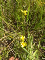 Alectra sessiliflora