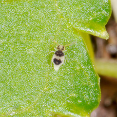 Deuterosminthurus bicinctus