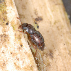 Deuterosminthurus bicinctus