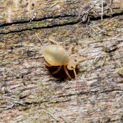 Dicyrtomina flavosignata