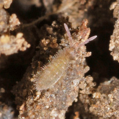 Entomobrya lanuginosa