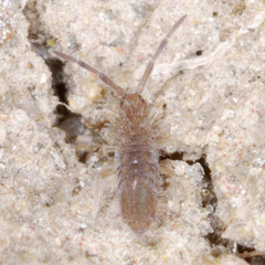 Entomobrya lanuginosa