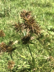 Cyperus polystachyos