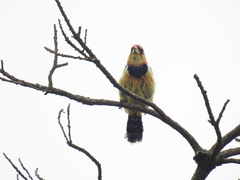 Trachyphonus vaillantii vaillantii