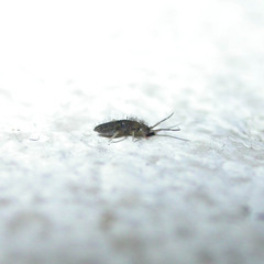 Entomobrya unostrigata
