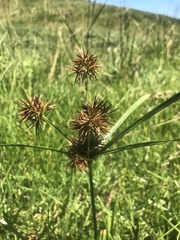 Cyperus polystachyos
