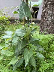 Reynoutria multiflora