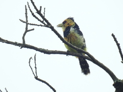 Trachyphonus vaillantii vaillantii
