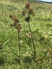 Cyperus polystachyos
